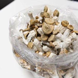 Alacabenzi Magic Mushrooms