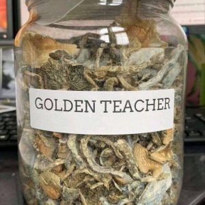 Golden Teacher Mushroom