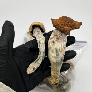 Penis Envy Magic Mushrooms