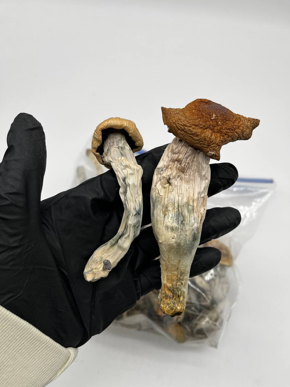 Penis Envy Magic Mushrooms