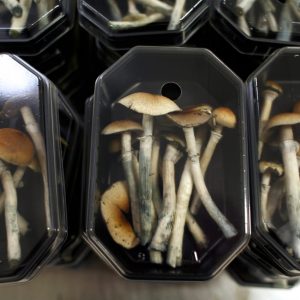 Daddy Long Legs Magic Mushrooms
