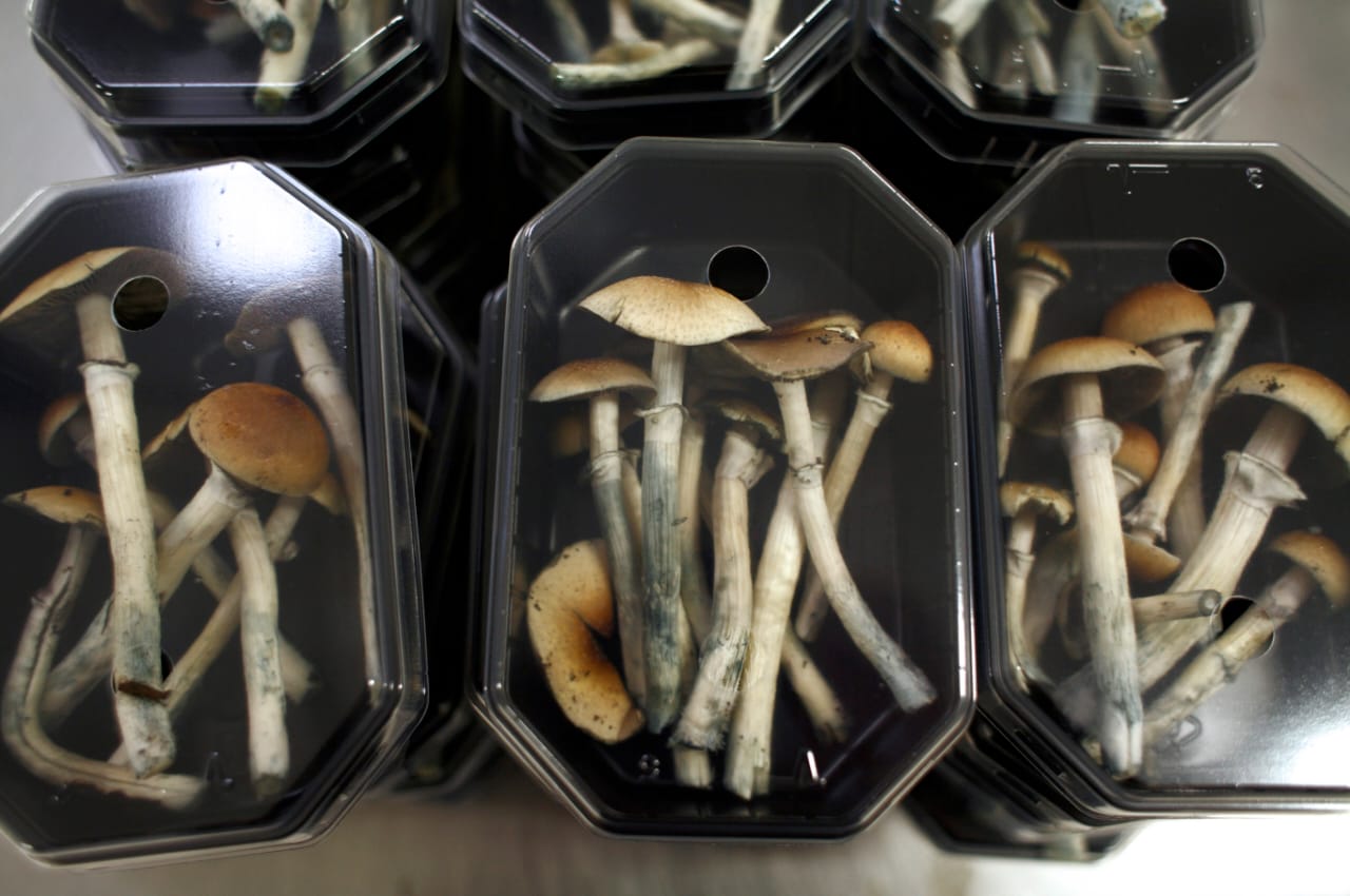 Daddy Long Legs Magic Mushrooms