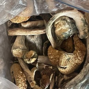 B+ Magic Mushrooms