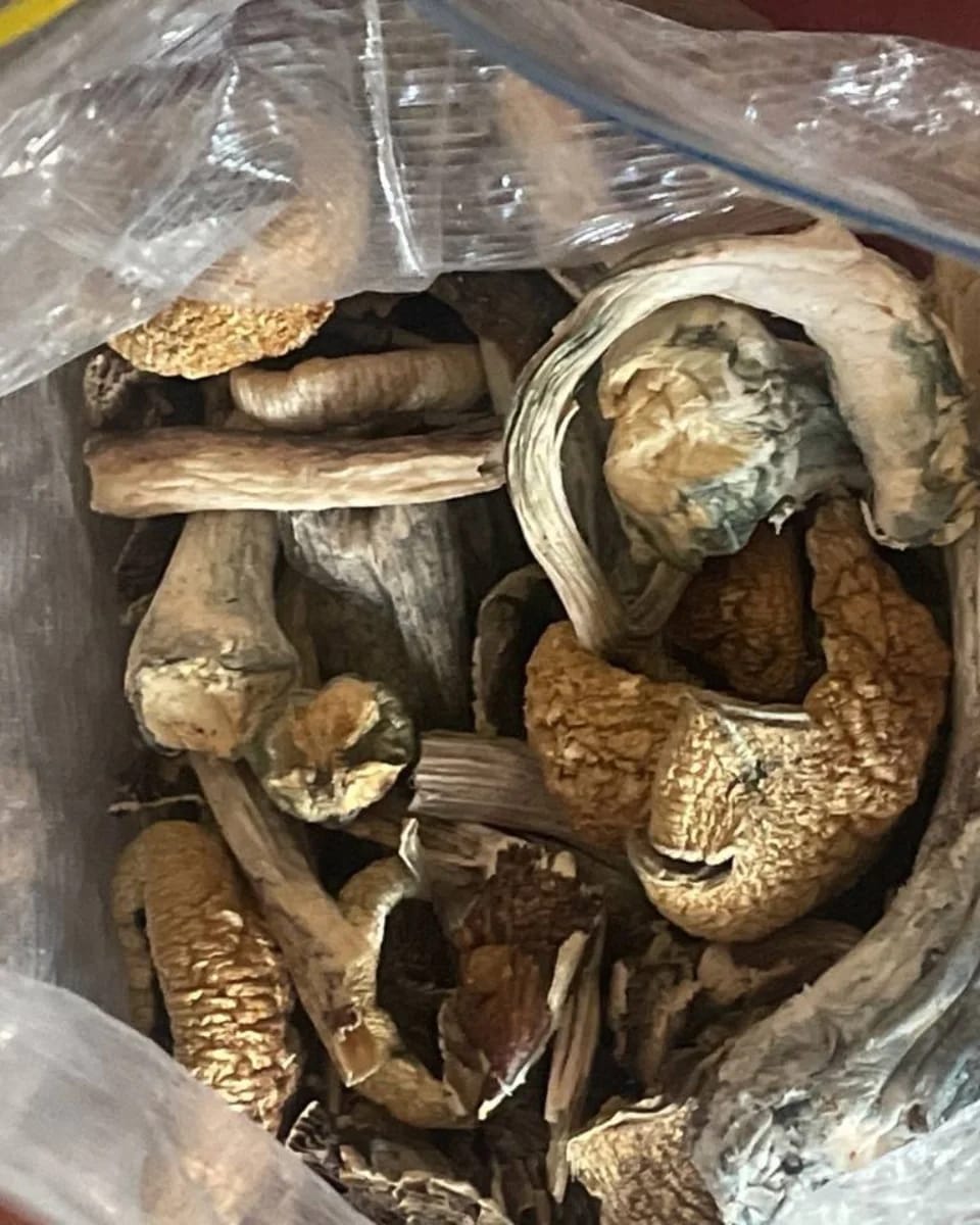 B+ Magic Mushrooms