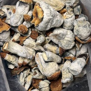 Gold Members Magic Mushrooms