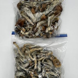Albino A+ Magic Mushrooms