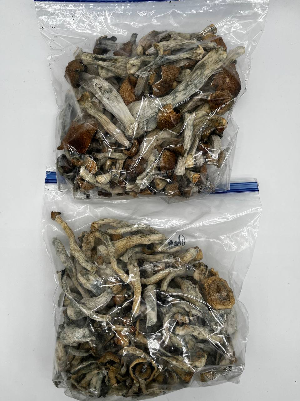Albino A+ Magic Mushrooms