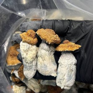 Bluey Vuitton Magic Mushrooms