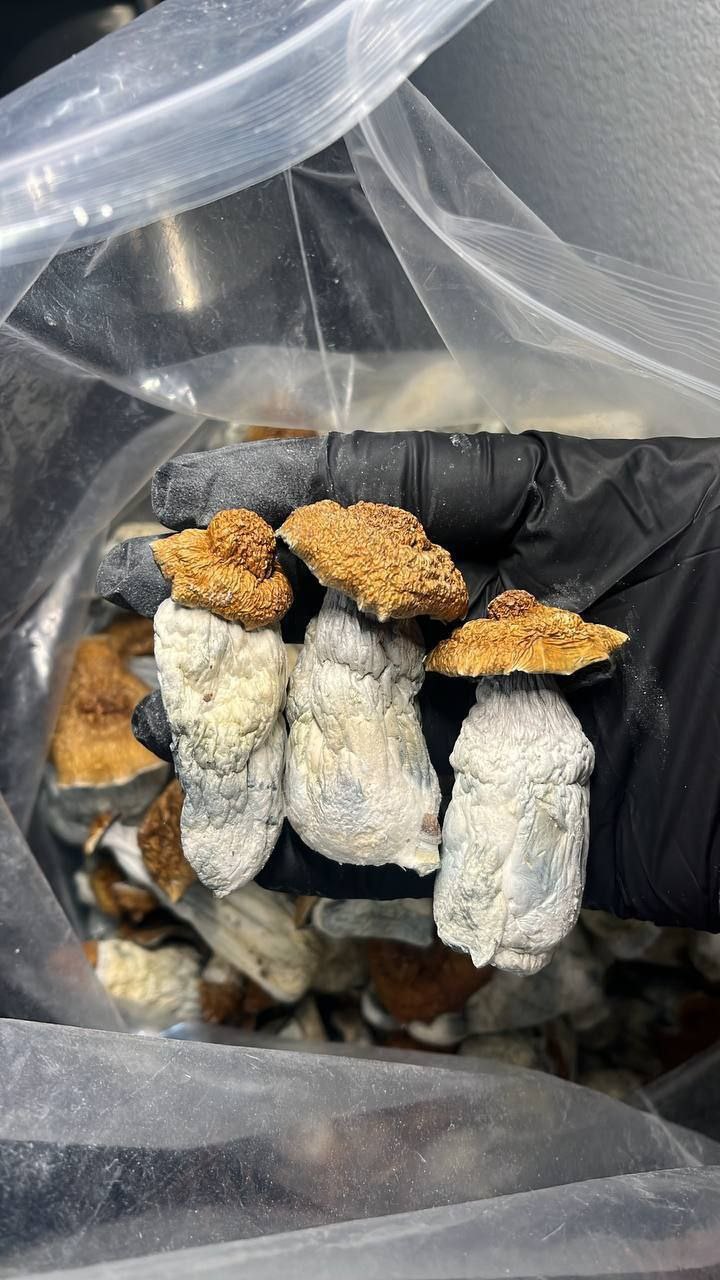 Bluey Vuitton Magic Mushrooms