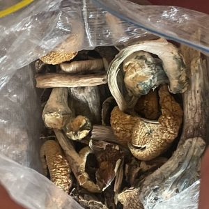 Blue Meanie Magic Mushrooms