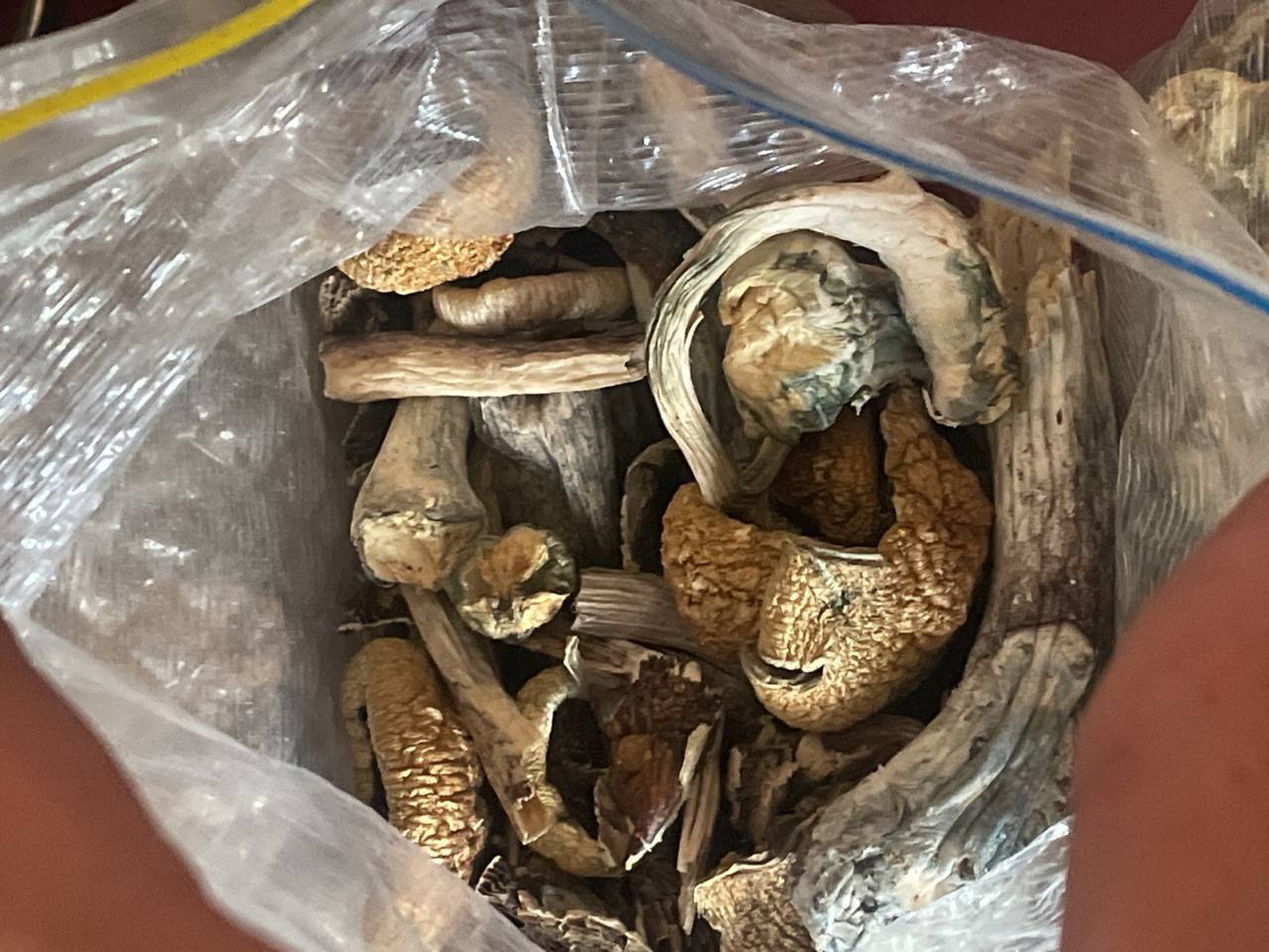 Blue Meanie Magic Mushrooms