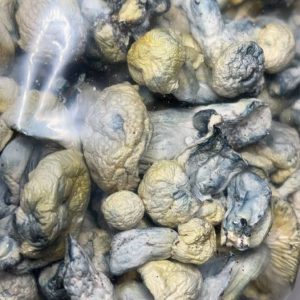 Albino Cambodian Magic Mushrooms