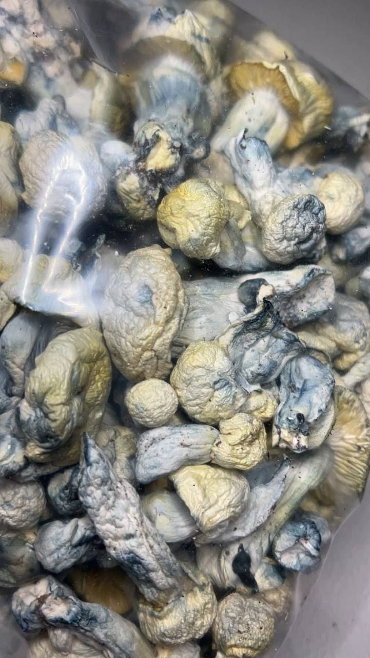 Albino Cambodian Magic Mushrooms