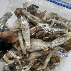 Ecuador magic mushrooms
