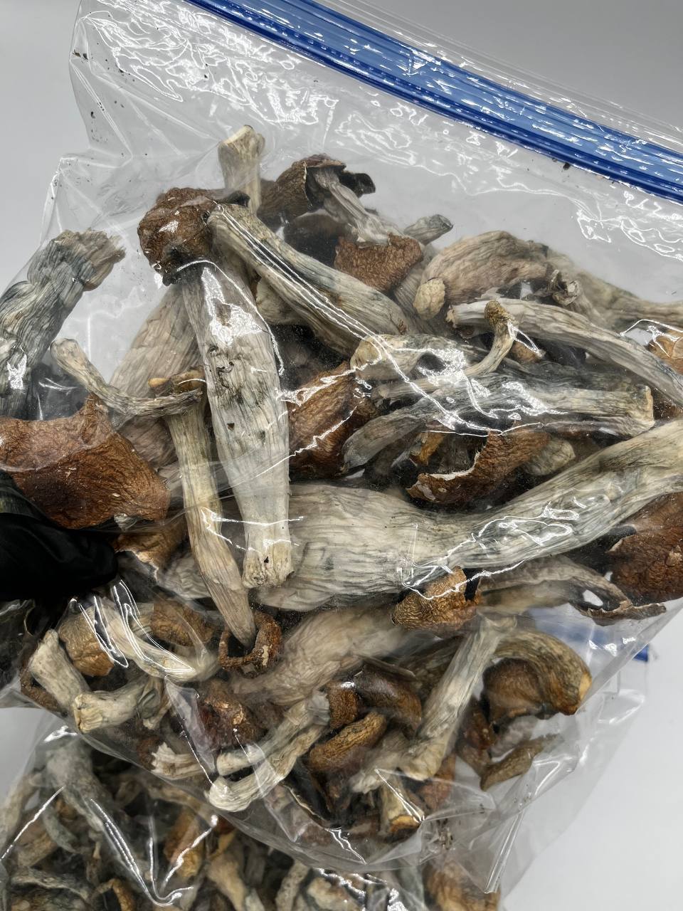 Ecuador magic mushrooms