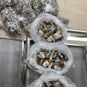 African Transkei Magic Mushrooms